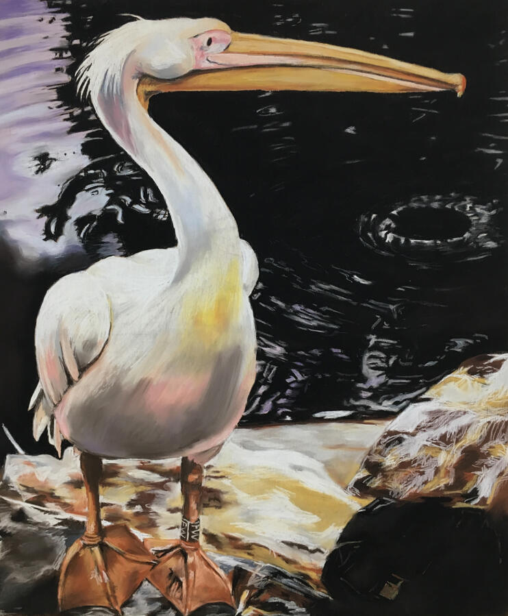 Pelikaan in Ouwehands dierenpark, 50x60cm, pastel op mdf, € 275,-,